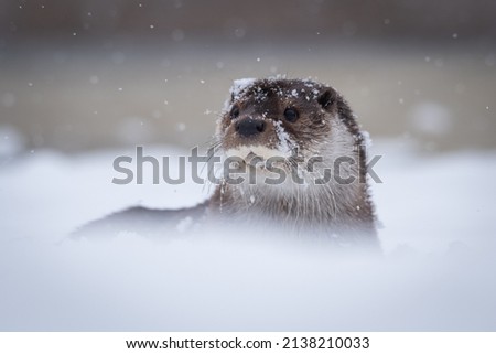 A close-up portrait of an otter in winter in the snow, whiskers and head strewn with snowflakes and water droplets. Royalty-Free Stock Photo #2138210033