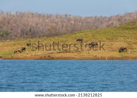 Many buffalo group on the hill near shore in the dam, It freedom on mountain for farm land, The culture in farming on north Thailand