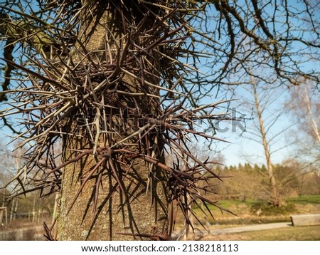 Large Honey Locust Thorns. Needles, thorns. Camel thorns. Royalty-Free Stock Photo #2138218113