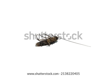 Cockroaches are disgusting and omnivorous creatures, a primitive animal that many fear is a source of germs, preferring to live in damp places- with on white background  Royalty-Free Stock Photo #2138220405