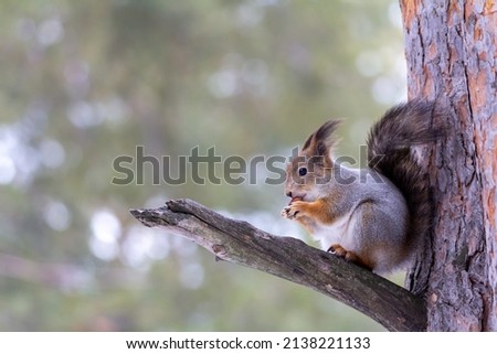 Fluffy squirrel eat nut sitting on pine branch. Ecological concept. With space for text. Selective focus