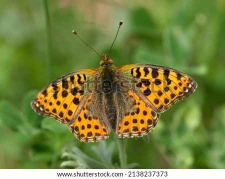 butterfly in natural habitat (issoria lathonia)