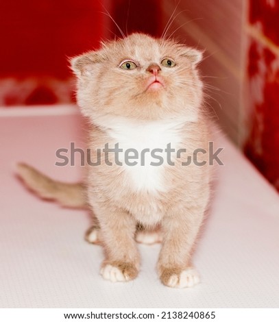 close-up portrait of a Scottish-fold bicolor lilac kitten sitting in the bathroom, beautiful purebred domestic kittens, kittens in the house, a kitten in the bathroom
