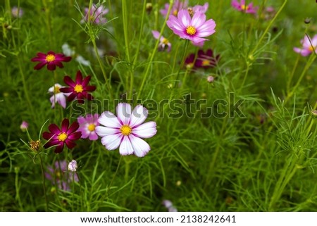 The beautiful pattern garden cosmos Royalty-Free Stock Photo #2138242641