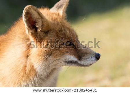 Red Fox Face Close Up in A Nature Background