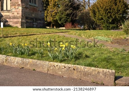 Daffodils growing on a grass verge Royalty-Free Stock Photo #2138246897