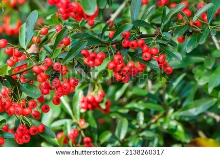 Firethorn berries. Pyracantha coccinea scarlet firethorn ornamental shrub, rosaceae evergreen shrub. Royalty-Free Stock Photo #2138260317