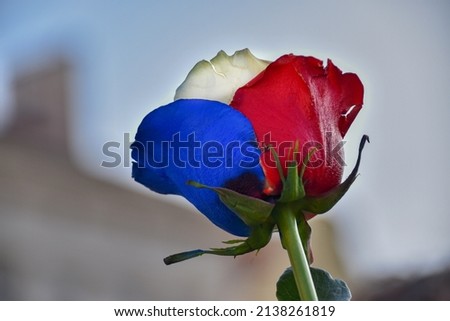 A beautiful rose with Czech national colors, symbol, love, romance, romantic, president, castle, elegant, flower, flora, bloom, unique, special, victory, sadness, history, political, party, tradition