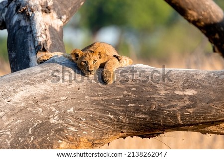 Lion cub in the Okavango Delta, Botswana