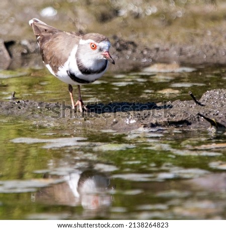 Three Banded Plover Wading in Water with Reflection