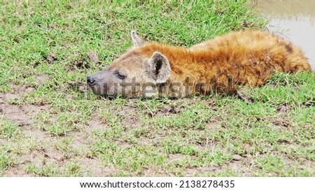 The spotted hyena is refreshed in a pond on a hot African day in the Masai Mara National Park in Kenya. The hyena bathes in a puddle in the middle of the savannah.