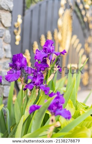 Violet and blue blooming iris flowers closeup on green garden background. Sunny day. Lot of irises. Large cultivated flowerd of bearded iris (Iris germanica). Blue and violet iris flowers are growing Royalty-Free Stock Photo #2138278879