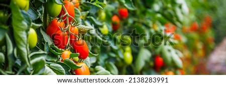 Roma Tomato farming, banner. Many tomato plants in greenhouse with  Delicious cherry Tomatoes Royalty-Free Stock Photo #2138283991