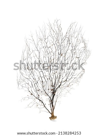 Beautiful exotic branching coral isolated on white Royalty-Free Stock Photo #2138284253