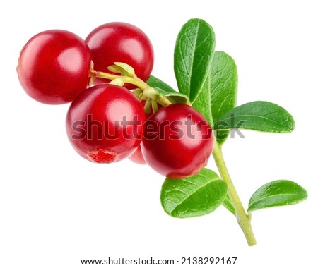 cranberry, cowberry, lingonberry, isolated on white background, clipping path, full depth of field Royalty-Free Stock Photo #2138292167
