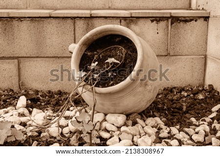 A large pot with a climbing plant and watering tubes lies in the garden. Close-up.