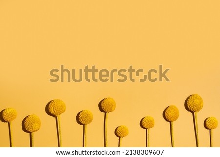 Natural Craspedia globosa Billy Balls. Round dry flower on yellow background. Natural preservation banner website design. Fun minimalistic summer concept. Free space for text and advertisement flatlay