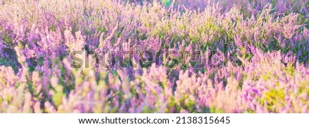 Blooming purple and pink heather flowers Calluna vulgaris, spider web. Panoramic image. Pure nature, botany, gardening, environment, ecology