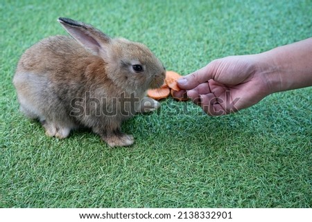 Brown rabbit sitting on green grass floor was feeding with slice peice of carrot, pet caring concept.