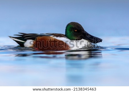Swimming duck. Blue water background. Duck; Northern Shoveler. (Spatula clypeata)
