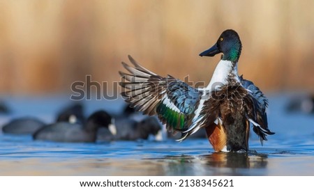 Swimming duck. Blue water background. Duck; Northern Shoveler. (Spatula clypeata)