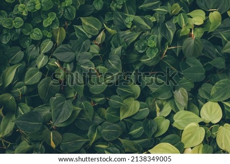 Full Frame of Tropical Leaves Pattern Background, Nature Lush Foliage Leaf  Texture.