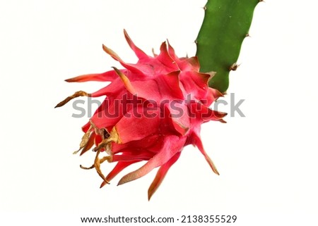 Dragon fruit aka pitaya isolated on white background