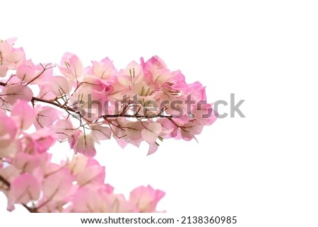bougainvilleas isolated on white background.	