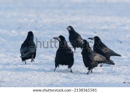 Five birds looking for food in the snow, Rook (Corvus frugilegus). Royalty-Free Stock Photo #2138365581