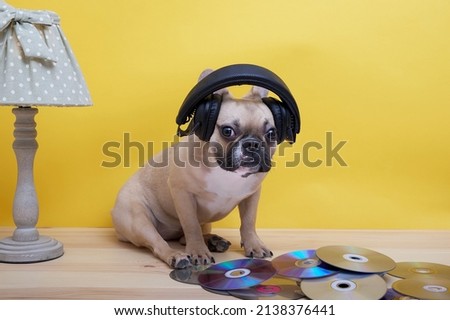 Bulldog dog listens to music in black large headphones sitting on a yellow background surrounded by scattered CDs.