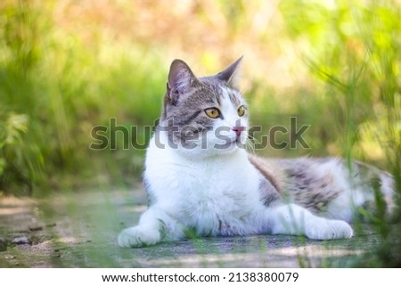 Tabby bicolor white and gray cat relaxing outdoors against green grass in spring garden. Feline on a street in sunny summer day. Kat, gato, katt, gato kot kissa. Feline lying on a lawn. Place for text Royalty-Free Stock Photo #2138380079