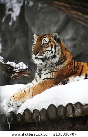close up portrait of a tiger lying on snow