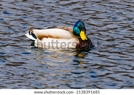 Drake Mallard (Anas platyrhynchos) duck sitting and swimming on open water during winter.
