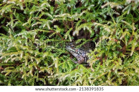Green frog sitting in a bush