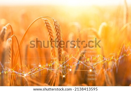 Rising wheat prices in Europe due to the conflict between Russia and Ukraine. Flour and wheat crisis.Record prices and high prices for bakery. Royalty-Free Stock Photo #2138413595