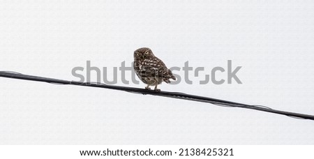 Little owl with yellow eyes staring at us from a wire