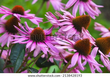 Echinacea purpurea also known as the eastern purple coneflower, purple coneflower, hedgehog coneflower, or echinacea. Macro photo of pink flowers Royalty-Free Stock Photo #2138428193