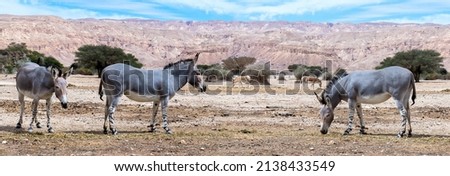 Somali wild donkey (Equus africanus) in nature reserve of the Middle East. This species is extremely rare both in nature and in captivity Royalty-Free Stock Photo #2138433549