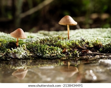 Mushrooms growing on moss are reflected in the water. Macro photography, copy space.