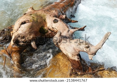 trunk of an old tree lying across the flow of a mountain river
