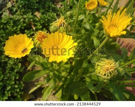 This is a beautiful picture of yellow flowers, pulled from Shorkot, Pakistan, Date 23-03-2022