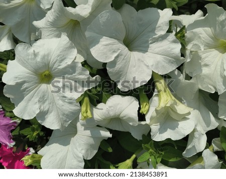 White petunia flowers as a background image.