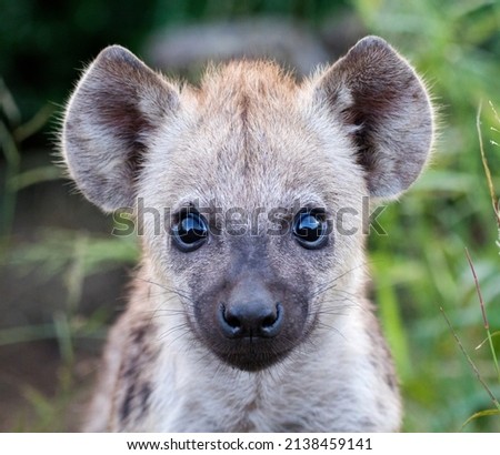 Cute Spotted Hyena Pup Portrait