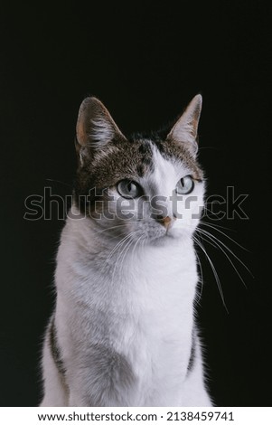 cute cat on black photo background
