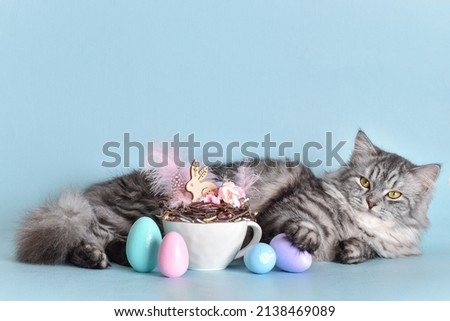 A gray fluffy cat lives next to Easter eggs. Easter greeting card. happy Easter. Copy space.