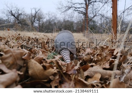 Armadillo close up in wide angle view, walking away through leaves during winter.