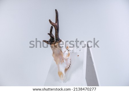 award winning roe deer trophy on white background 