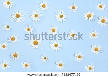 Composition with white chamomile flowers on pastel background, concept hello summer, template for design, pattern, greeting card, invitation,