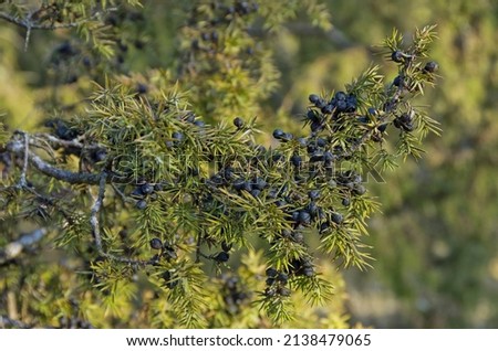 Juniper tree, Juniperus communis, and berries. Royalty-Free Stock Photo #2138479065