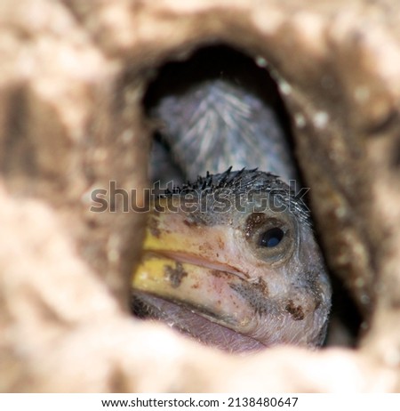Hatchling Red Billed Hornbill in Nest 